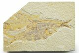 Limestone with Four Fossil Fish (Knightia) - Wyoming #363824-1